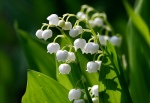 Lilly of the valley free